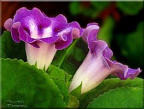  цветы глоксиния фото