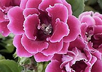  цветок глоксиния