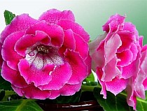  цветы домашние глоксиния