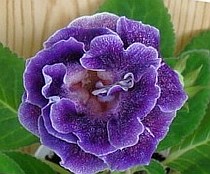  цветок глоксиния размножение