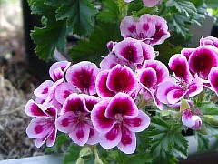 цветы глоксиния фото